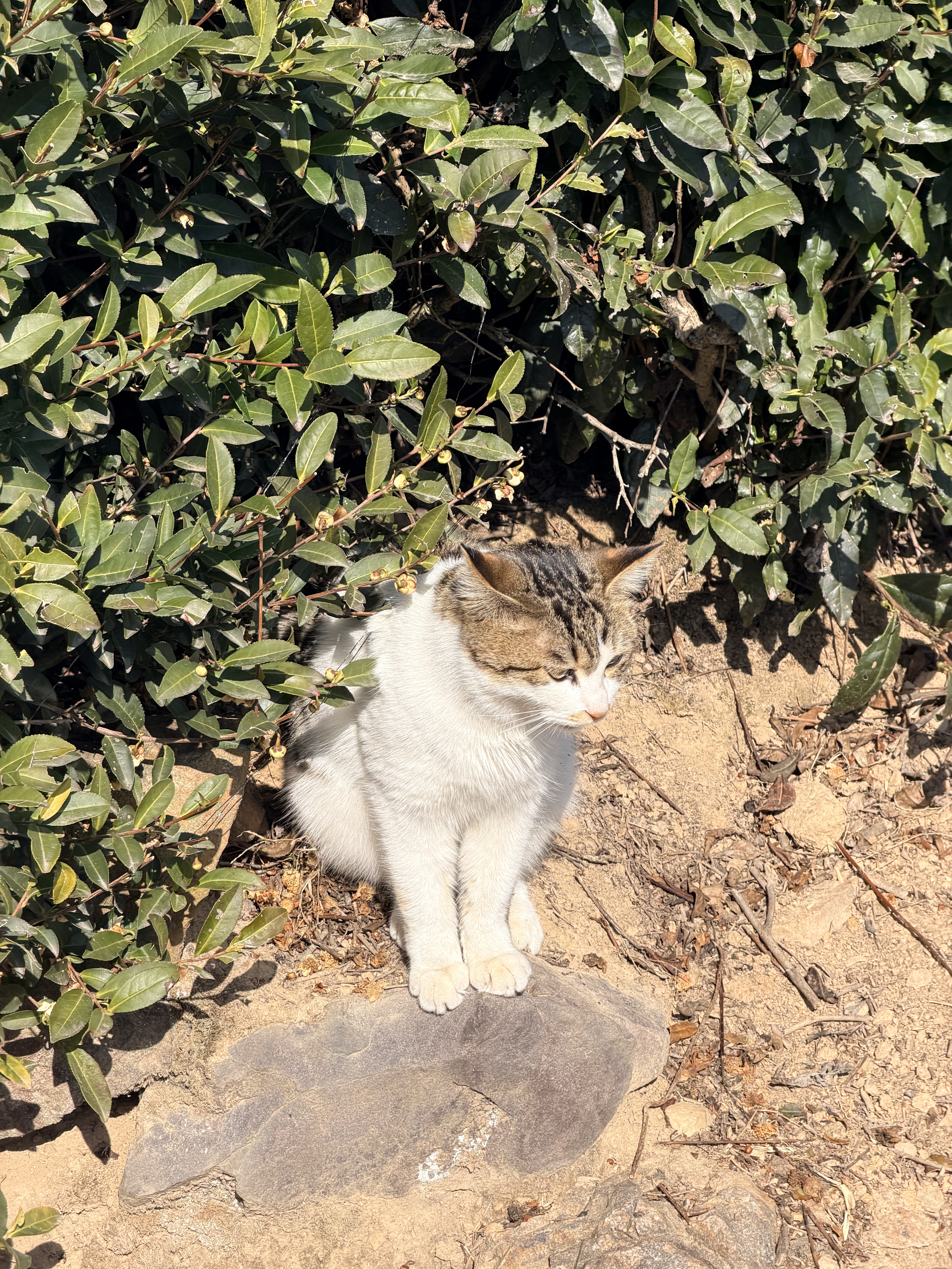 冬季标续model y能耗
上海5度左右，实际高速续航300多一点。
110时速，160-170左右
120时速，190-200左右

冬季应该是空气密度变大了，风噪显著变大

大家是这样吗？ - 图片 1