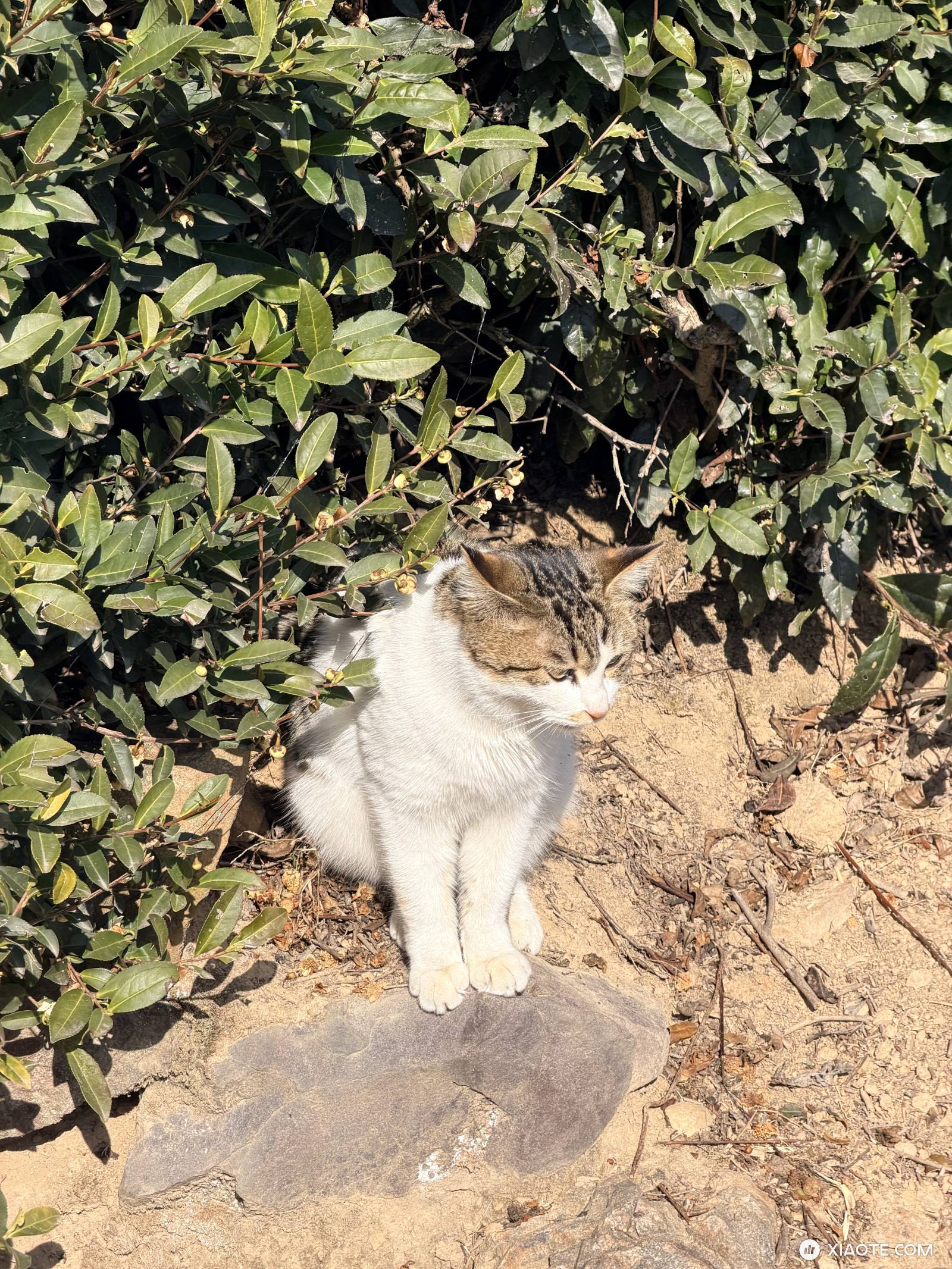 冬季标续model y能耗
上海5度左右,实际高速续航300多一点。
110时速,160-170左右
120时速,190-200左右
冬季应该是空气密度变大了,风噪显著变大
大家是这样吗? - 图片 1