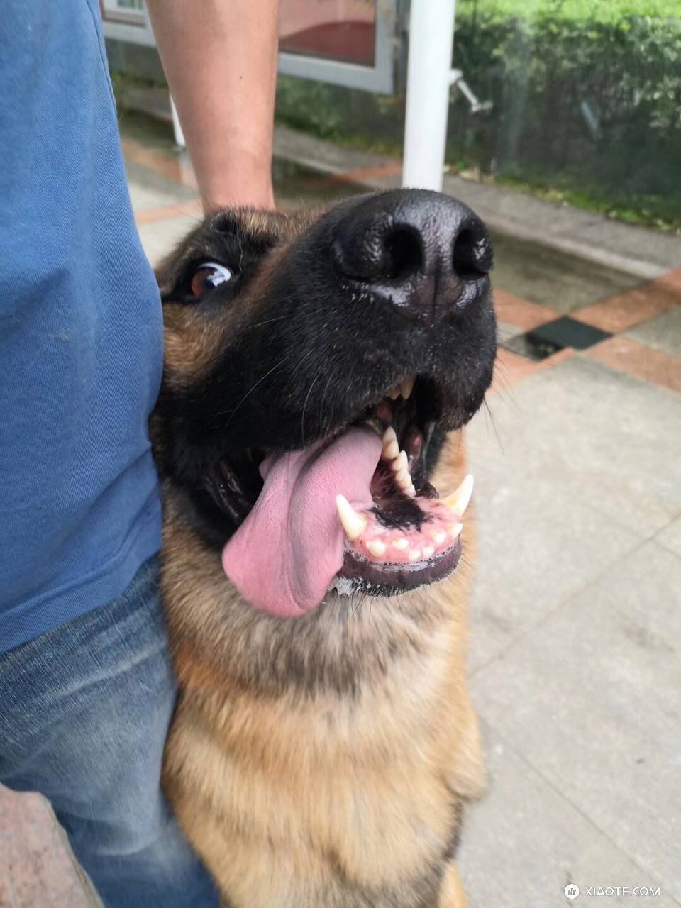 今天车载的行车记录仪图标上有一个小叉。把U盘取下来放在电脑上看,发现使用一个月左右时间,里面没有任何一段行驶中的记录,全部都是哨兵模式的视频。而且已经被存满了。反复浏览行车记录仪的画面,并没有发现任何 - 图片 1