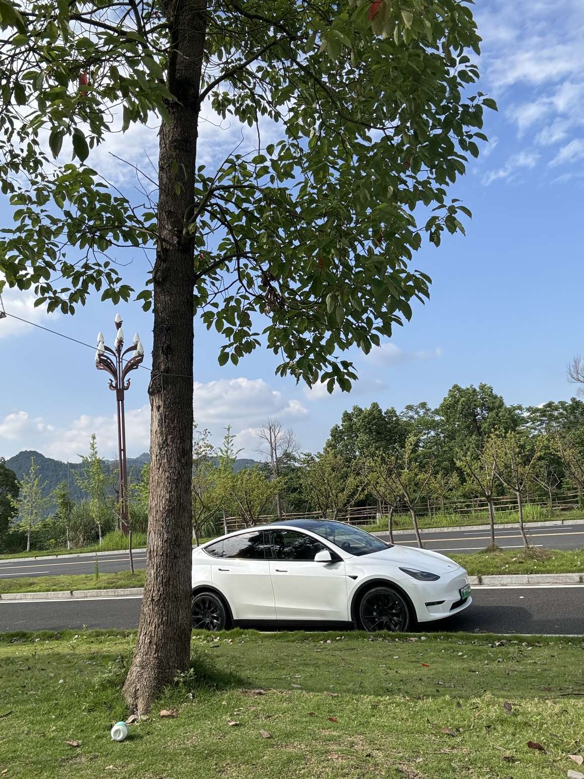 韭菜？ - 图片 1