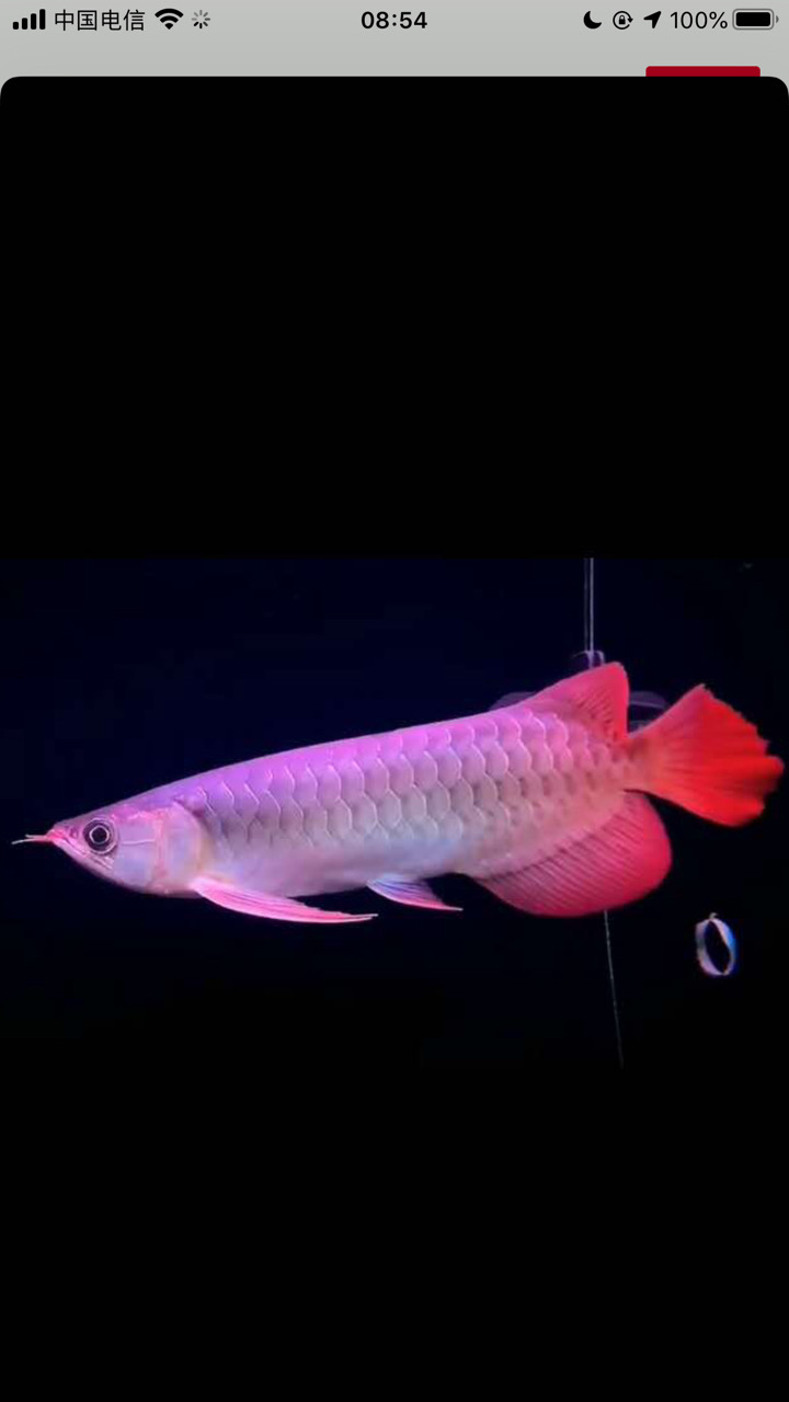 最近也没开哨兵，没开过热保护，一晚上掉10公里，虾米情况啊，、哪位大神给说说，还有哪里没设置好？ - 图片 1