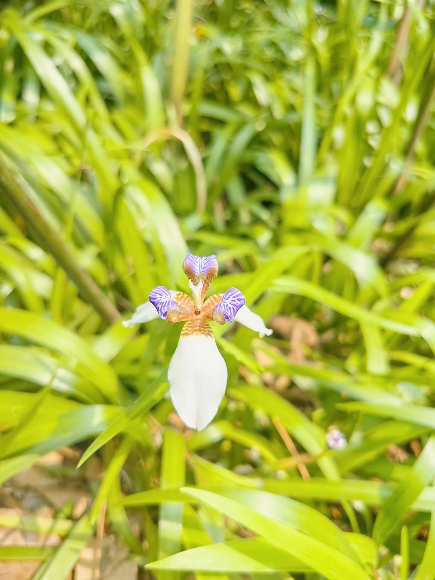 毛豆Y标续的刹车感觉很硬，怎么调？ - 图片 1