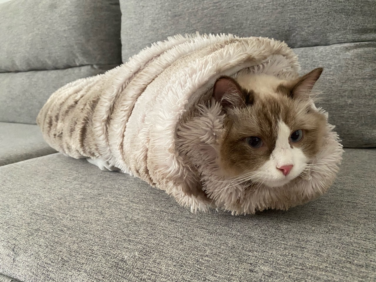 如果来个付费老款升级raven悬架，老韭菜应该会很开心吧 - 图片 1