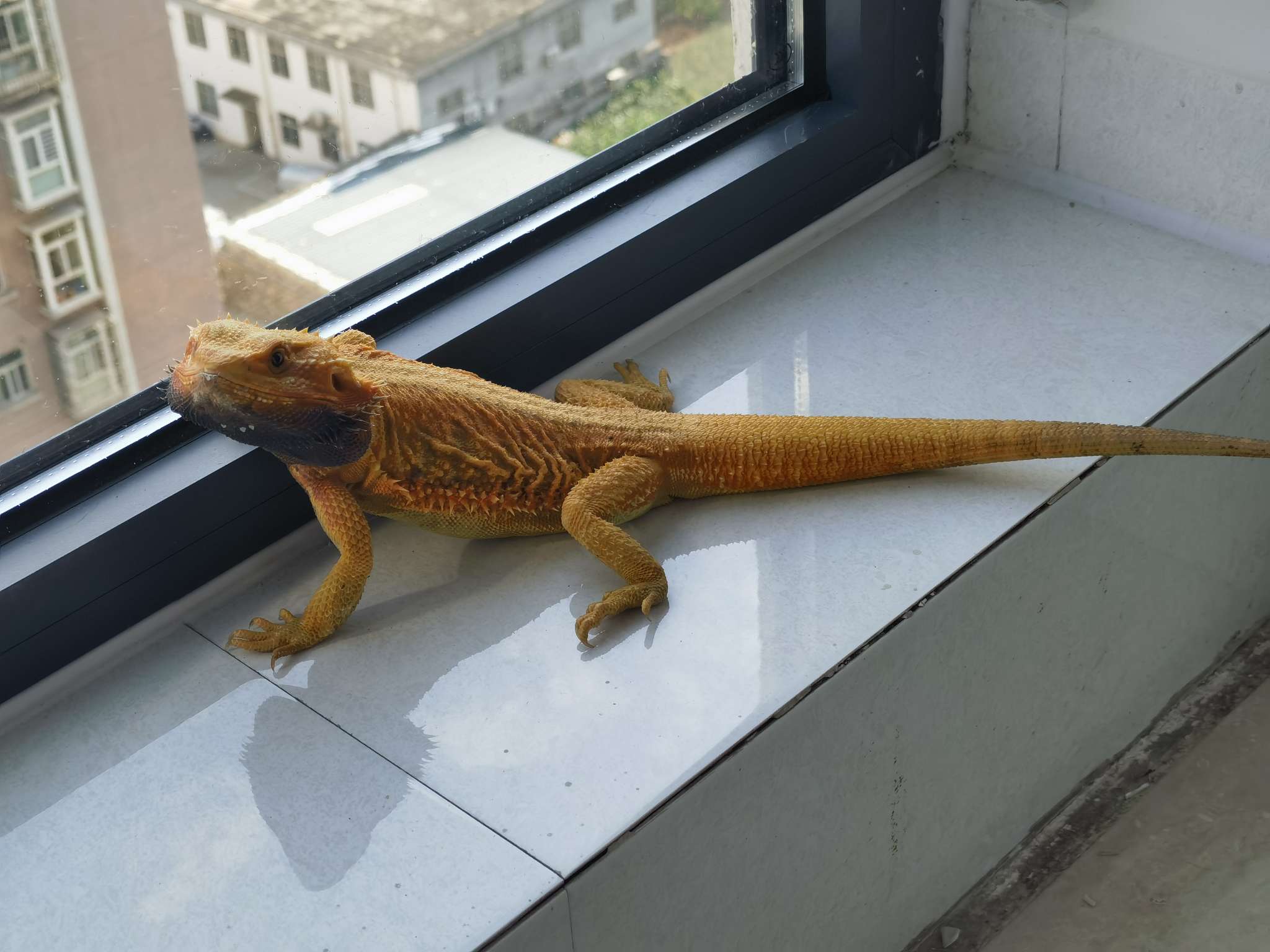 怎么能实现在车里用笔记本啊，游戏本得一直插着电，想在外面玩黑猴，貌似只能逆变器？户外电源？不太懂这些设备 - 图片 1