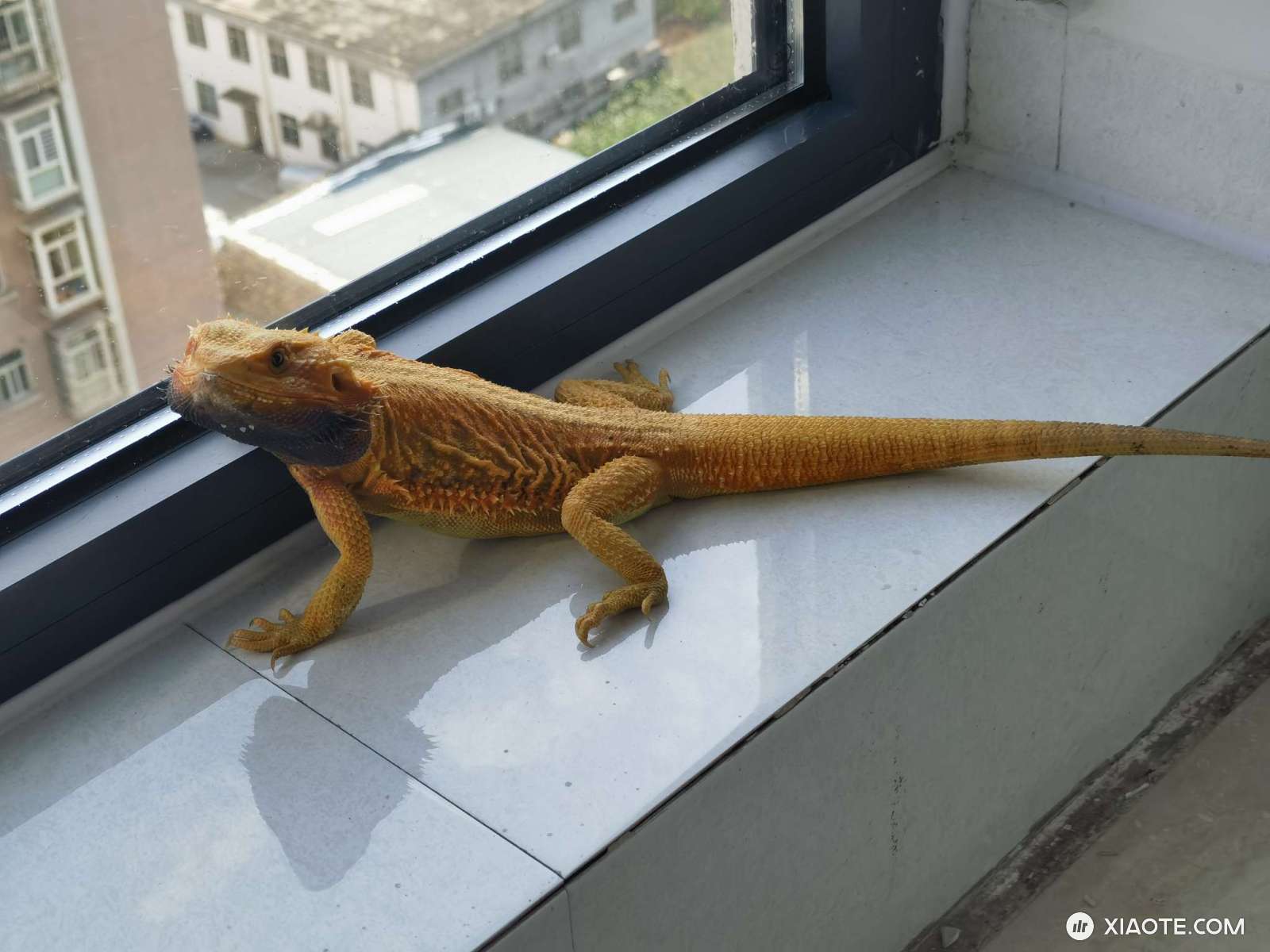 怎么能实现在车里用笔记本啊,游戏本得一直插着电,想在外面玩黑猴,貌似只能逆变器?户外电源?不太懂这些设备 - 图片 1