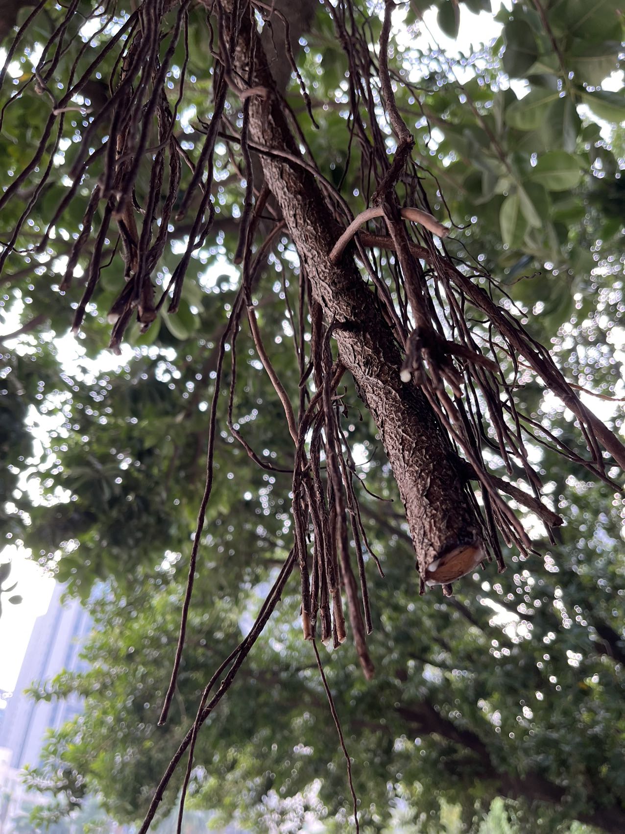 树脂滴在玻璃窗上了(￣▽￣)
普通洗车之后还是有明显痕迹，开窗关窗都有剐蹭的声音。怎么处理比较好？ - 图片 2